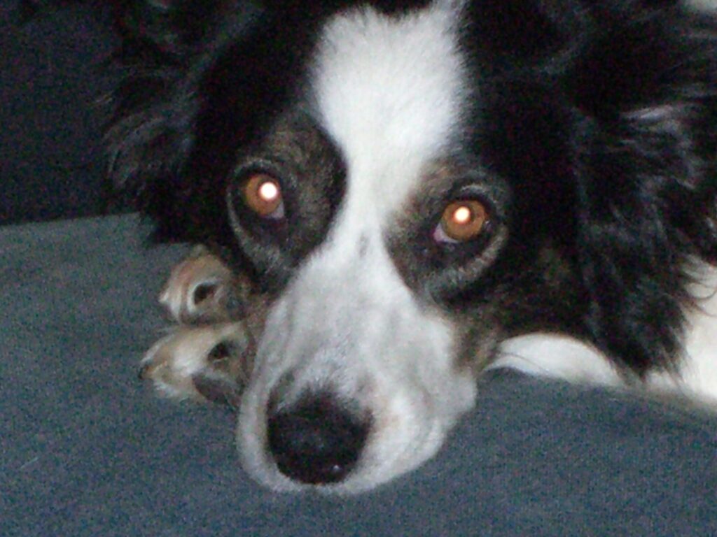 Flicka the Border Collie