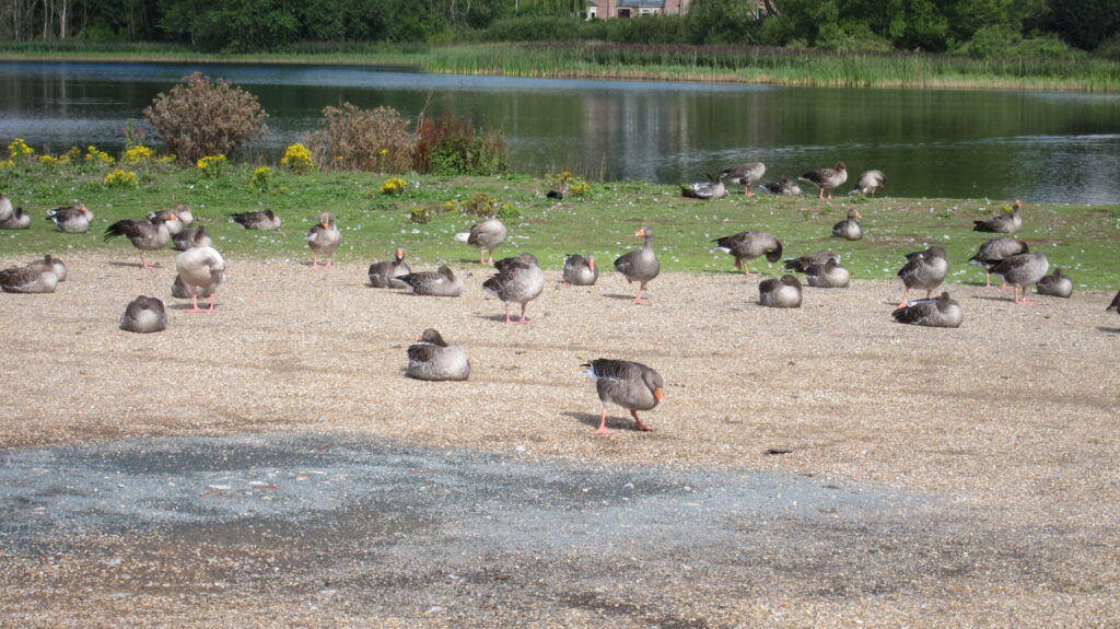 Ducks by the lake at Hornsea