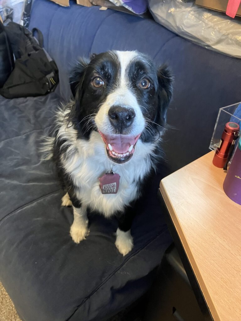 Chloe the dog