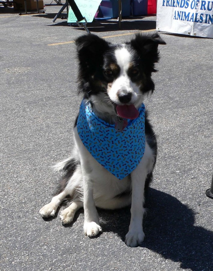 Flicka as a puppy