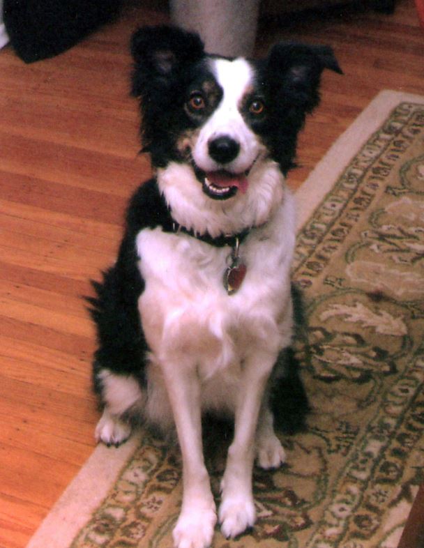 Photo of Flicka the dog
