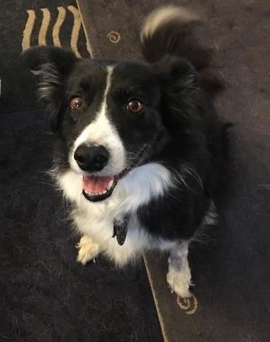 Freya the dog