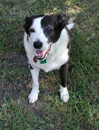 Max the dog