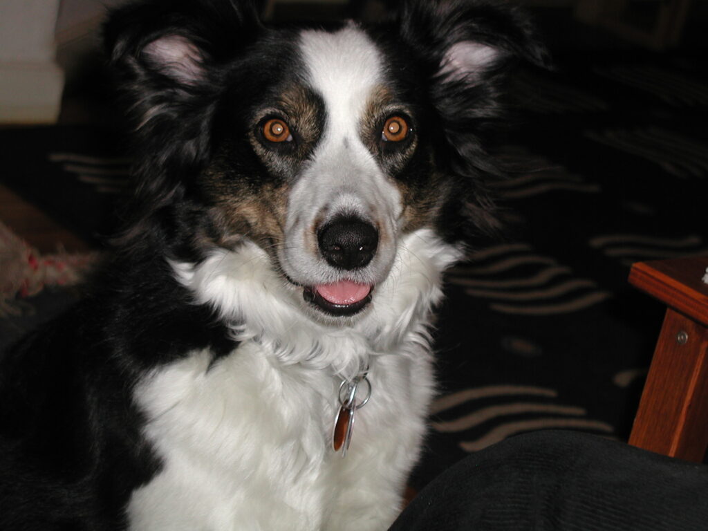 Flicka the Border Collie